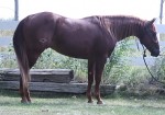 Elan and Cowboy0006
